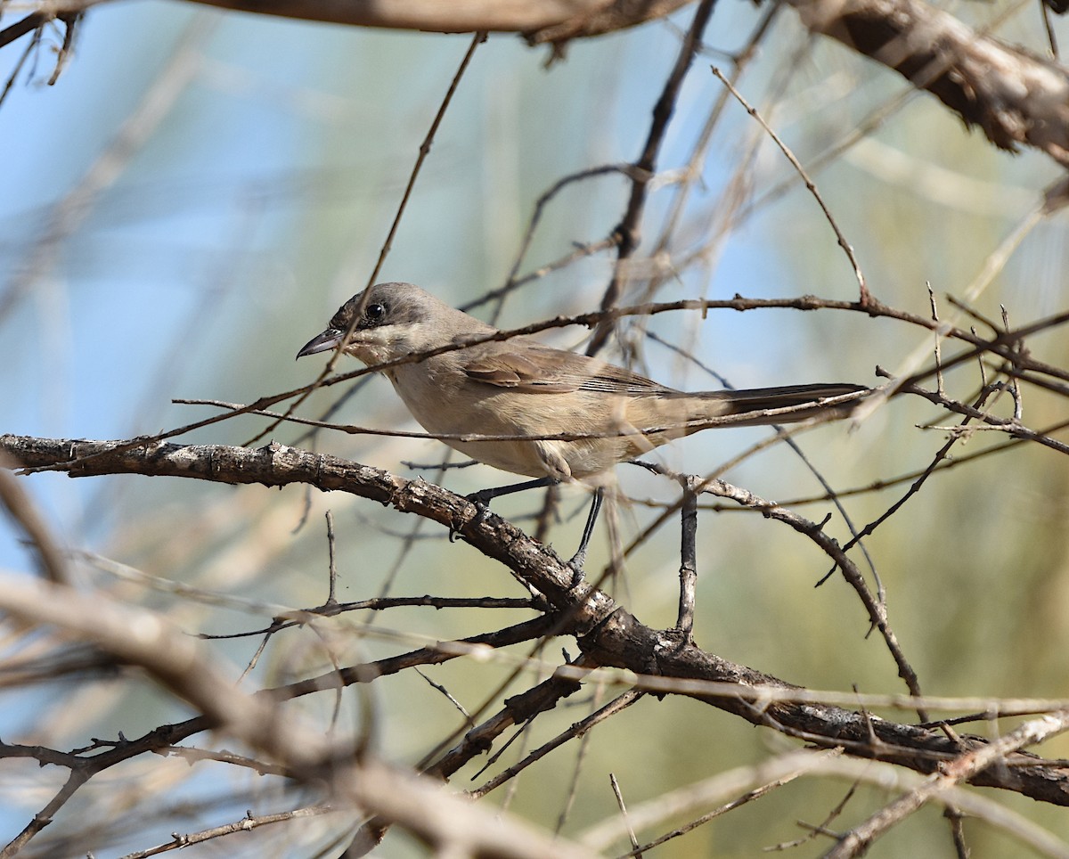 Western Orphean Warbler - ML624602441