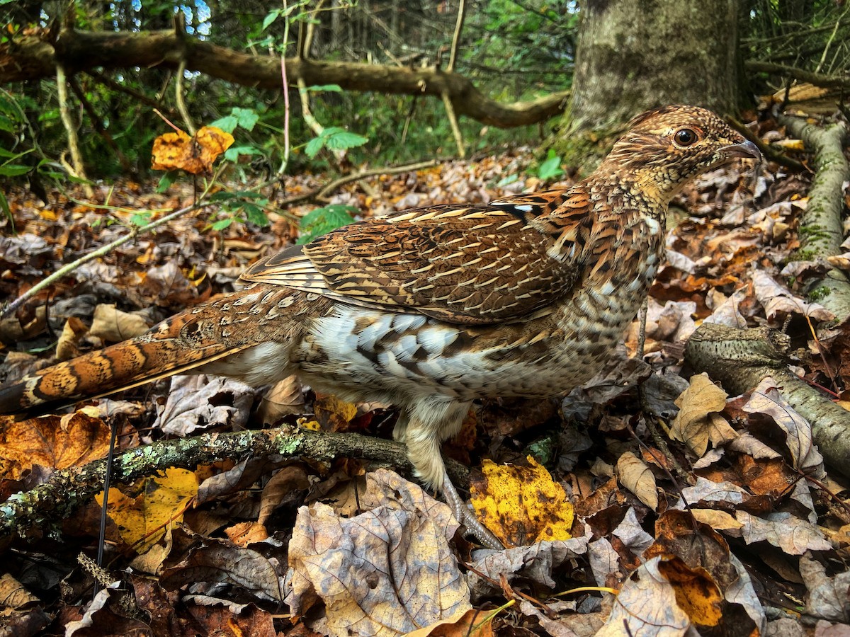 Ruffed Grouse - ML624602600