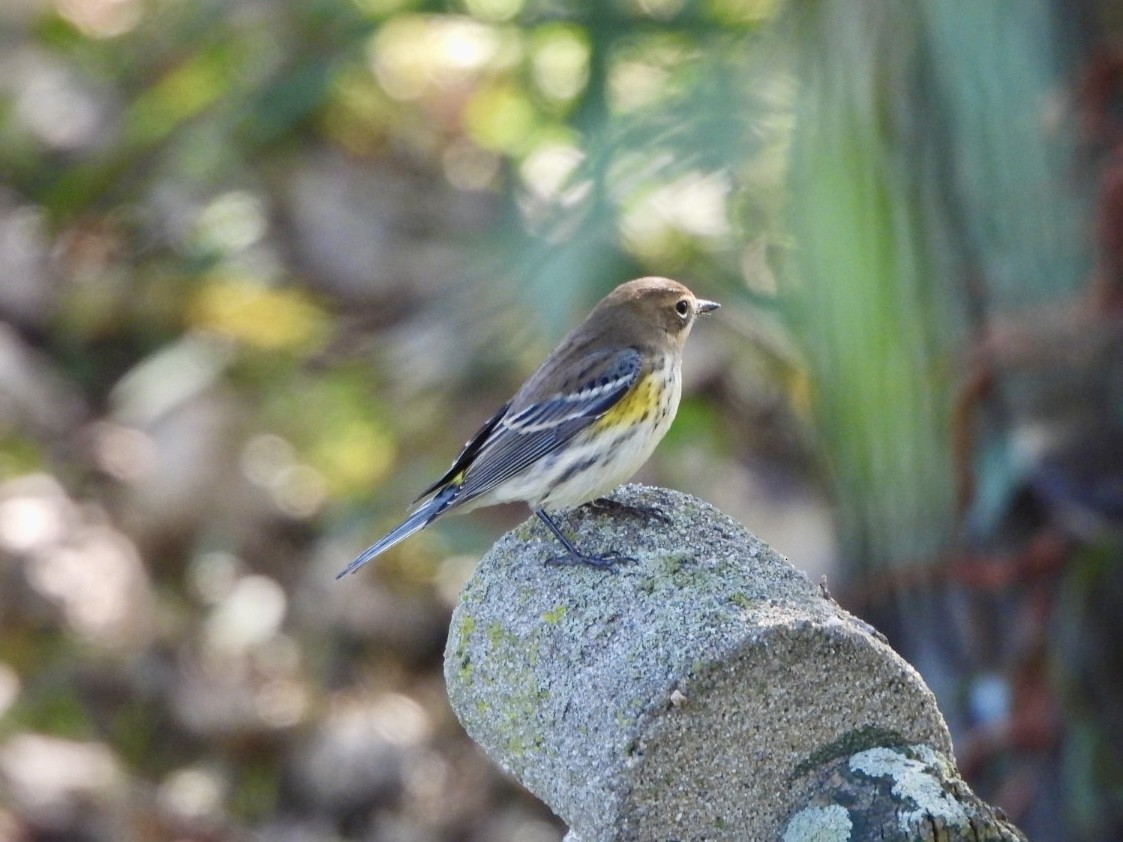 Yellow-rumped Warbler - ML624602624