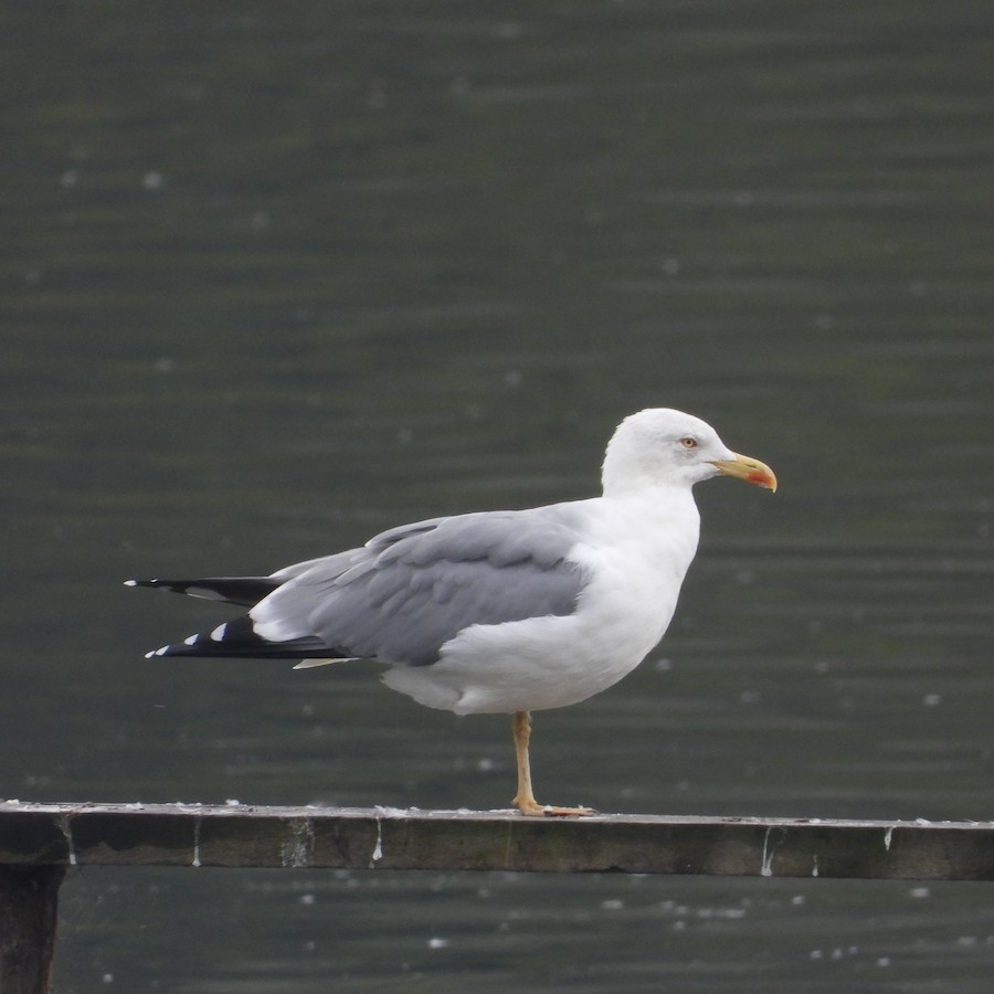 European Herring/Yellow-legged Gull - eBird