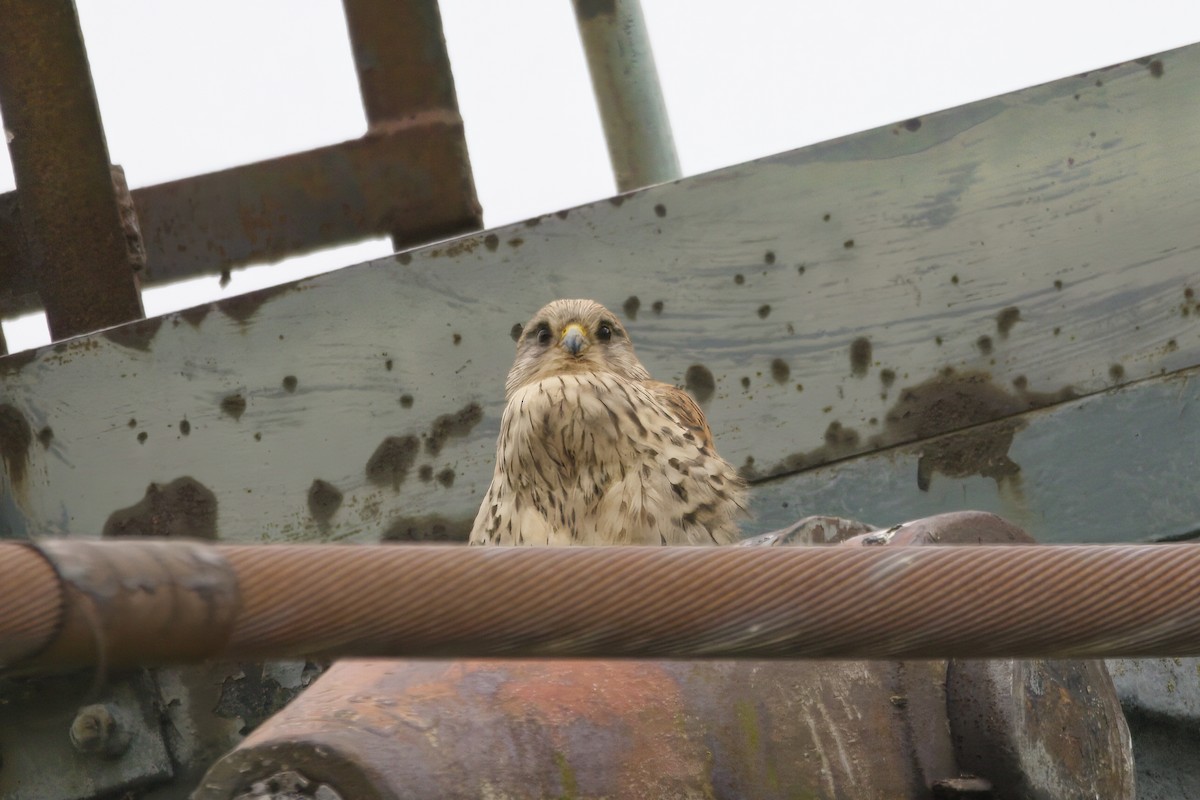 Eurasian Kestrel - ML624602938