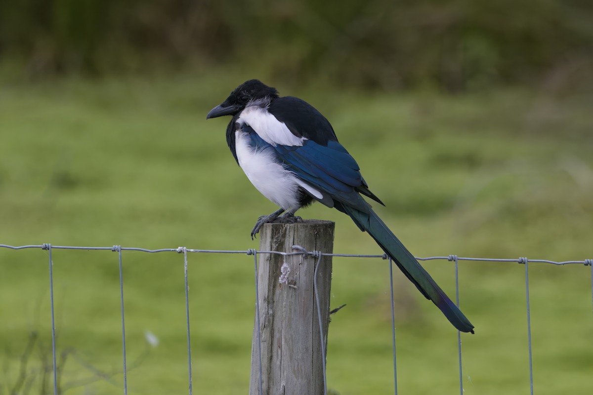 Eurasian Magpie - ML624602969