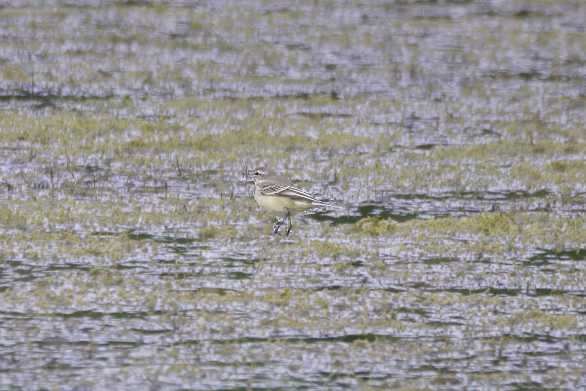 Western Yellow Wagtail - ML624602990