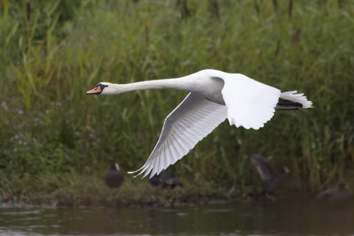 Mute Swan - ML624603042