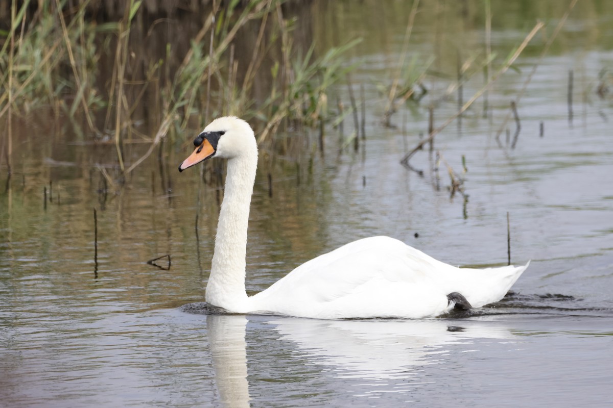 Mute Swan - ML624603043