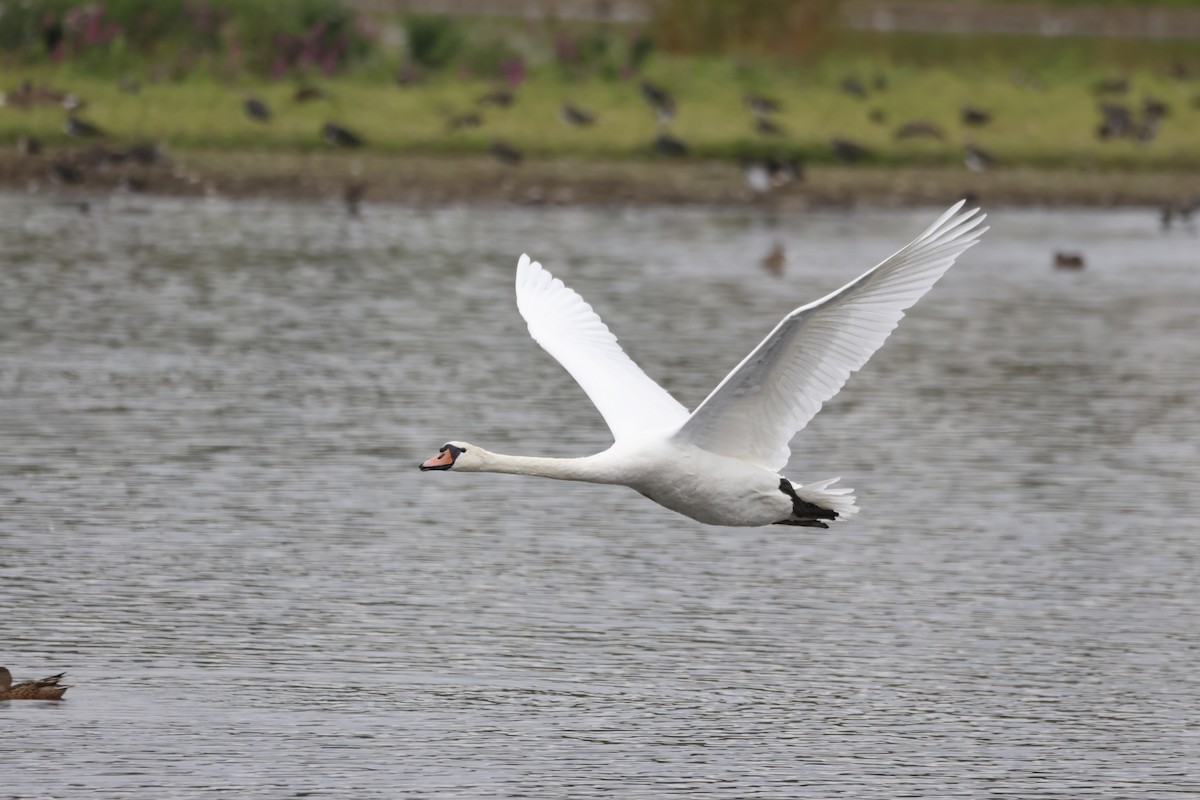 Mute Swan - ML624603044