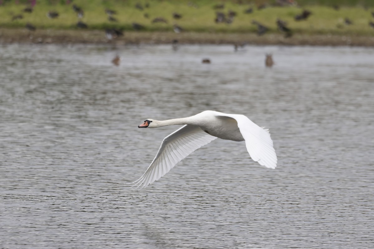 Mute Swan - ML624603045