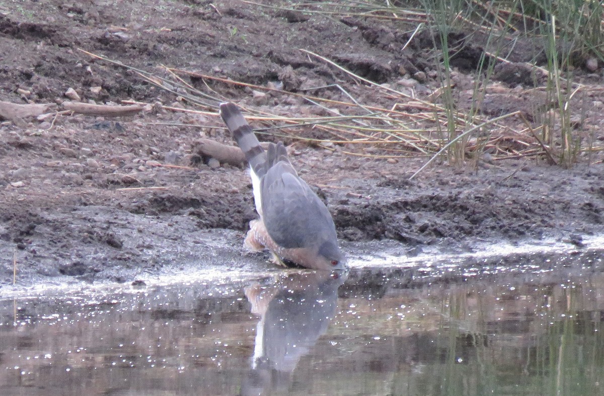 Cooper's Hawk - ML624603071