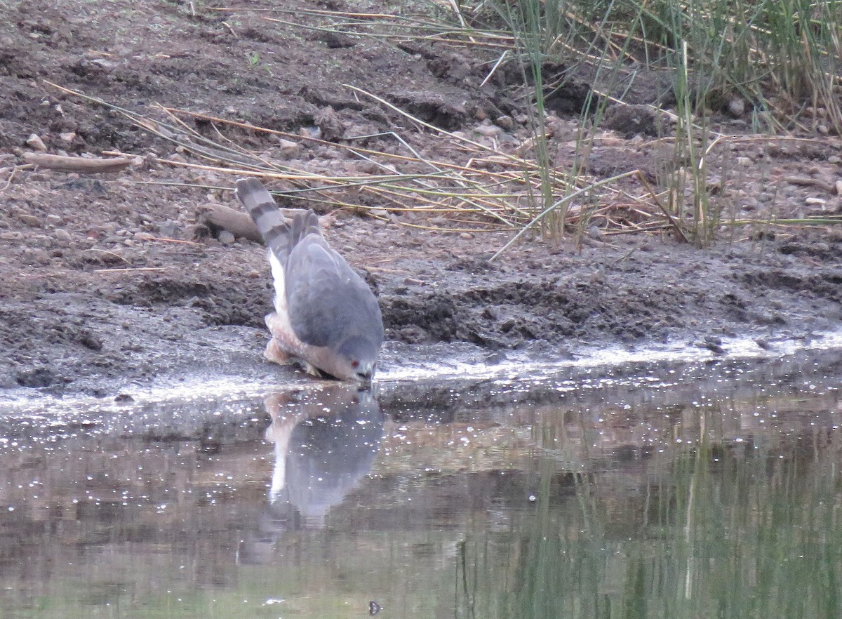 Cooper's Hawk - ML624603072