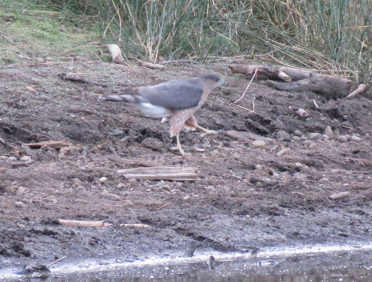 Cooper's Hawk - ML624603073