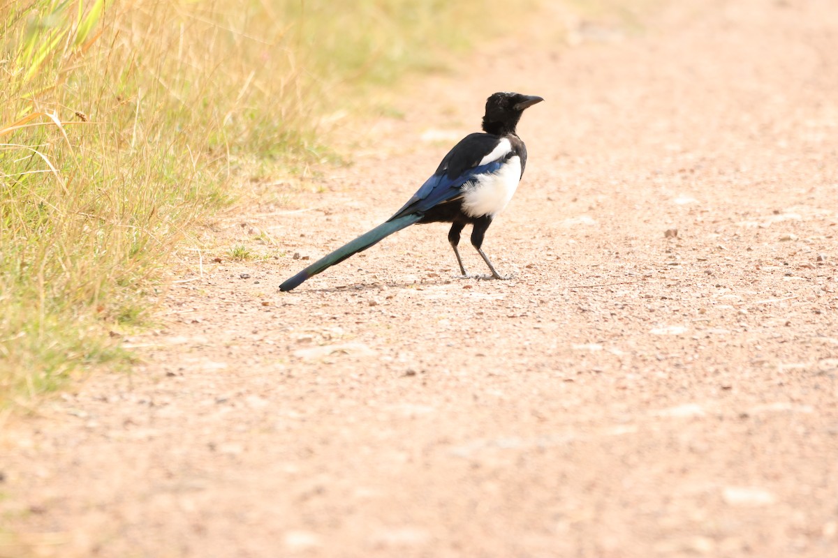 Eurasian Magpie - ML624603077