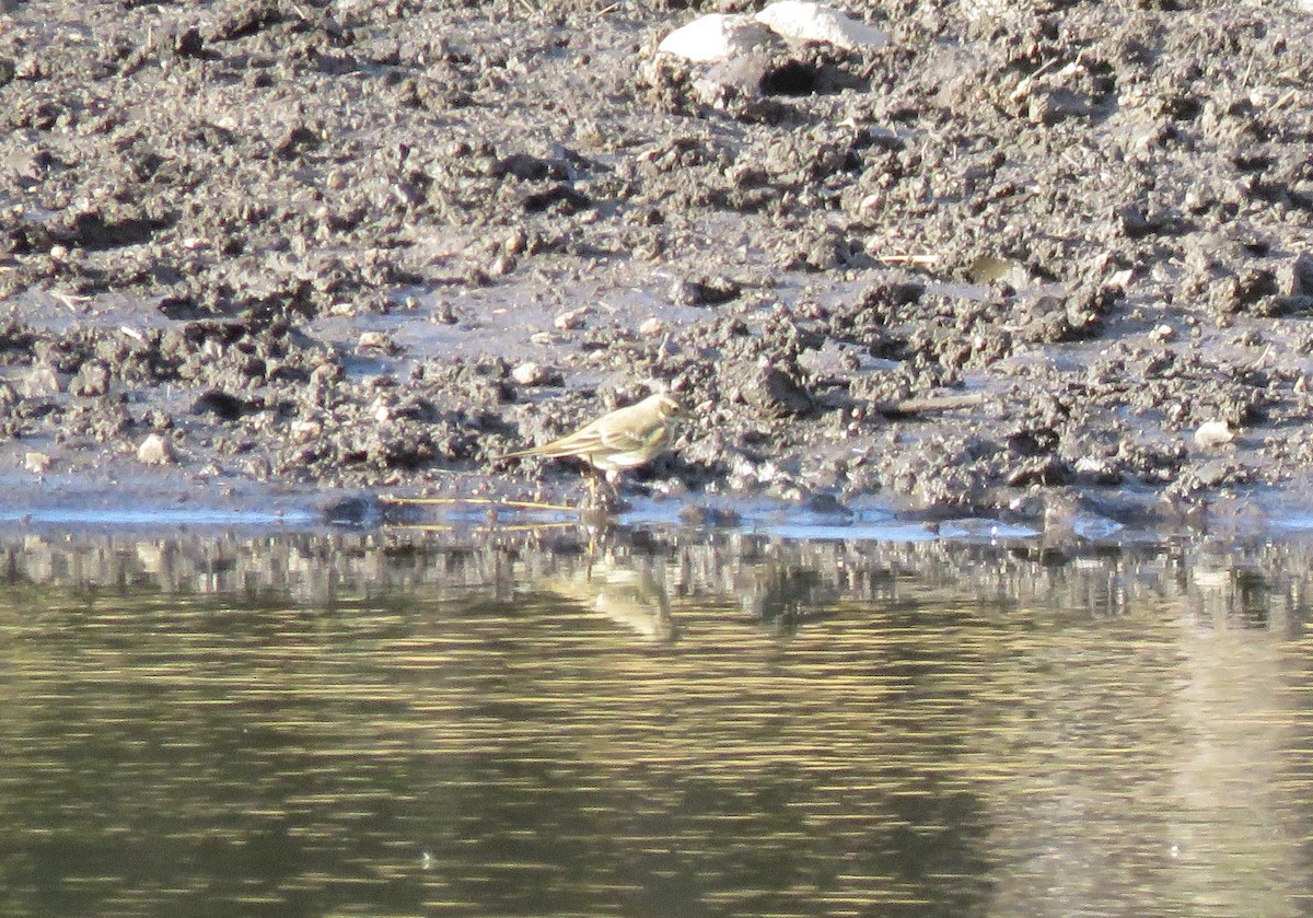 American Pipit - ML624603088