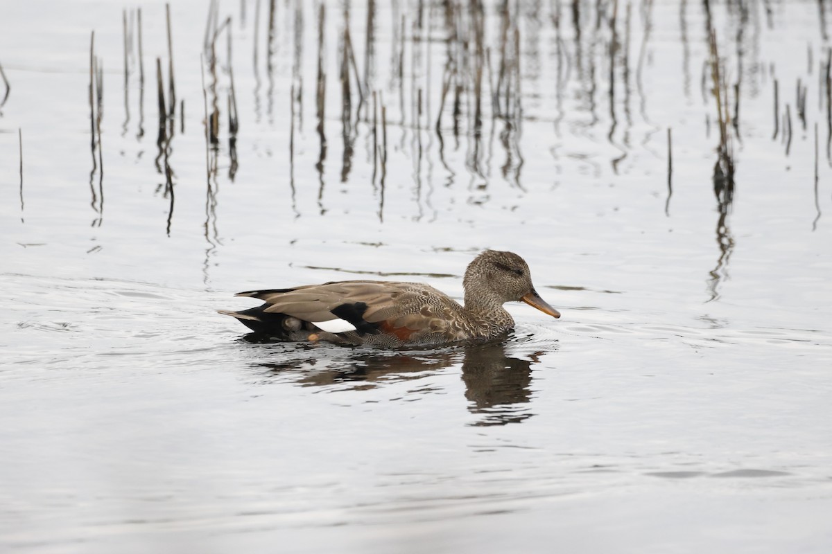 Gadwall - ML624603096