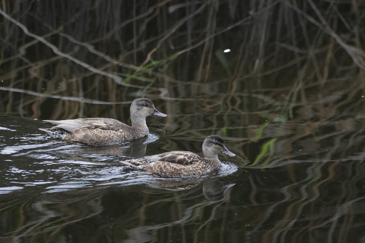 Gadwall - ML624603097