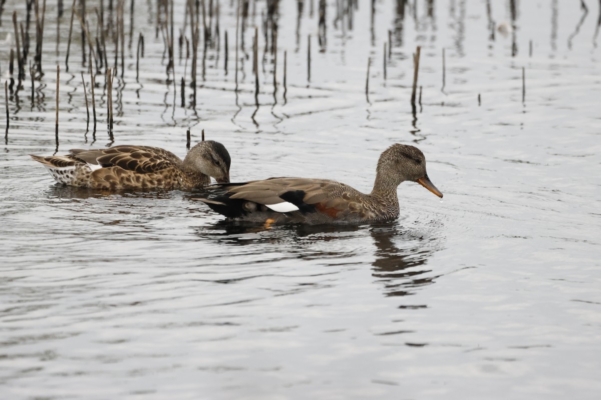 Gadwall - ML624603098