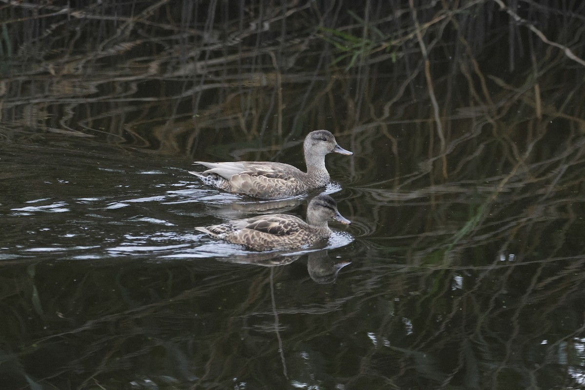 Gadwall - ML624603100