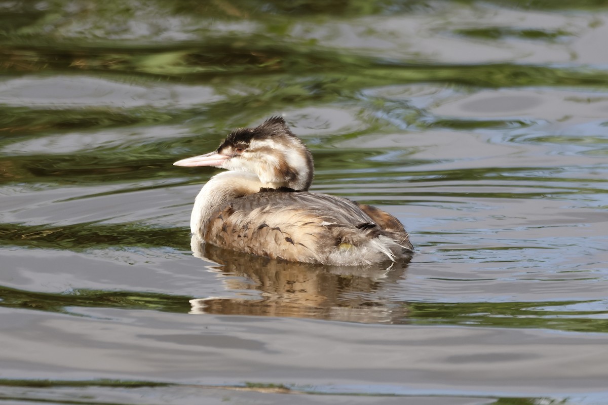 Great Crested Grebe - ML624603146