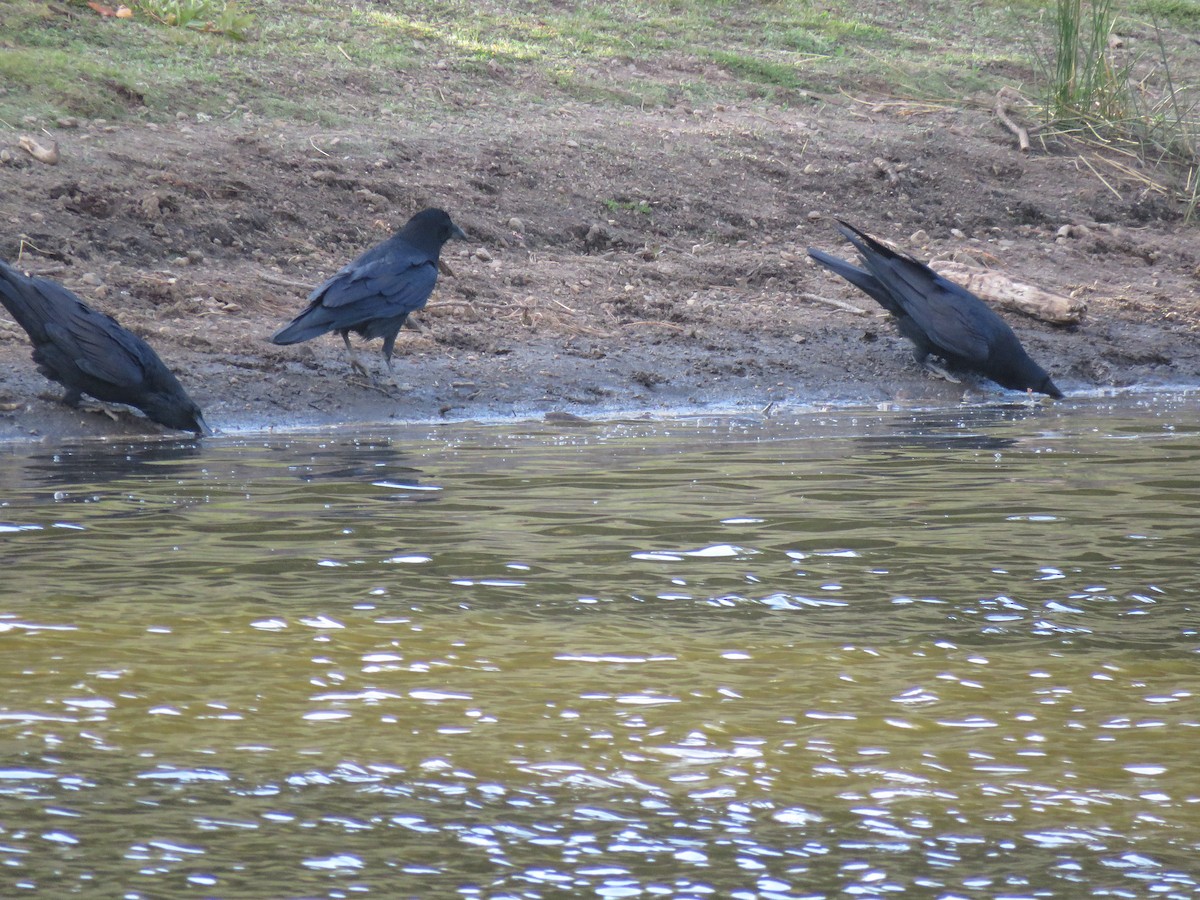 Common Raven - ML624603147