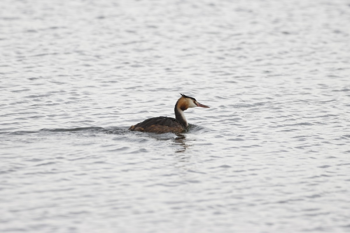 Great Crested Grebe - ML624603149