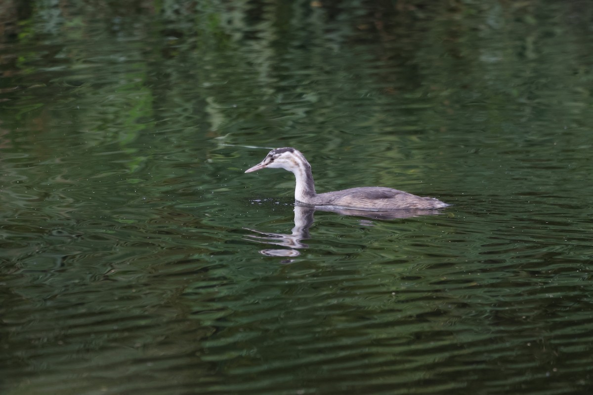 Great Crested Grebe - ML624603150