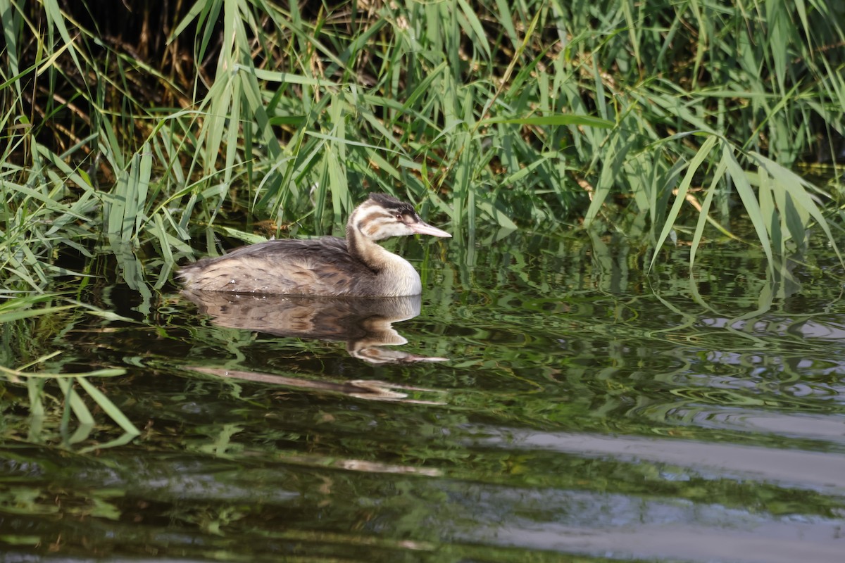 Great Crested Grebe - ML624603154