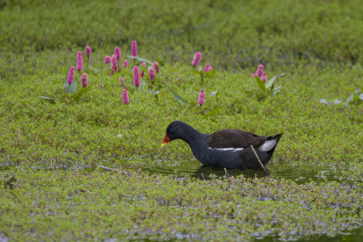 Eurasian Moorhen - ML624603202