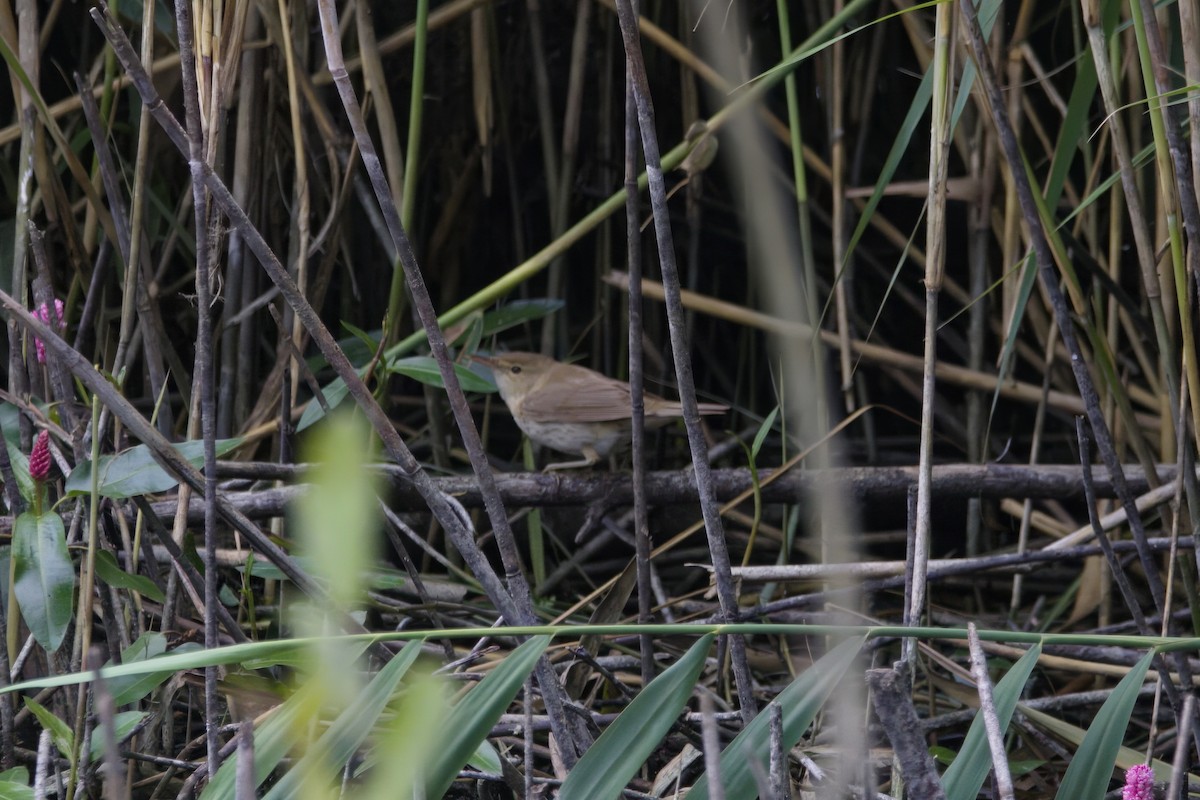 Common Reed Warbler - ML624603246