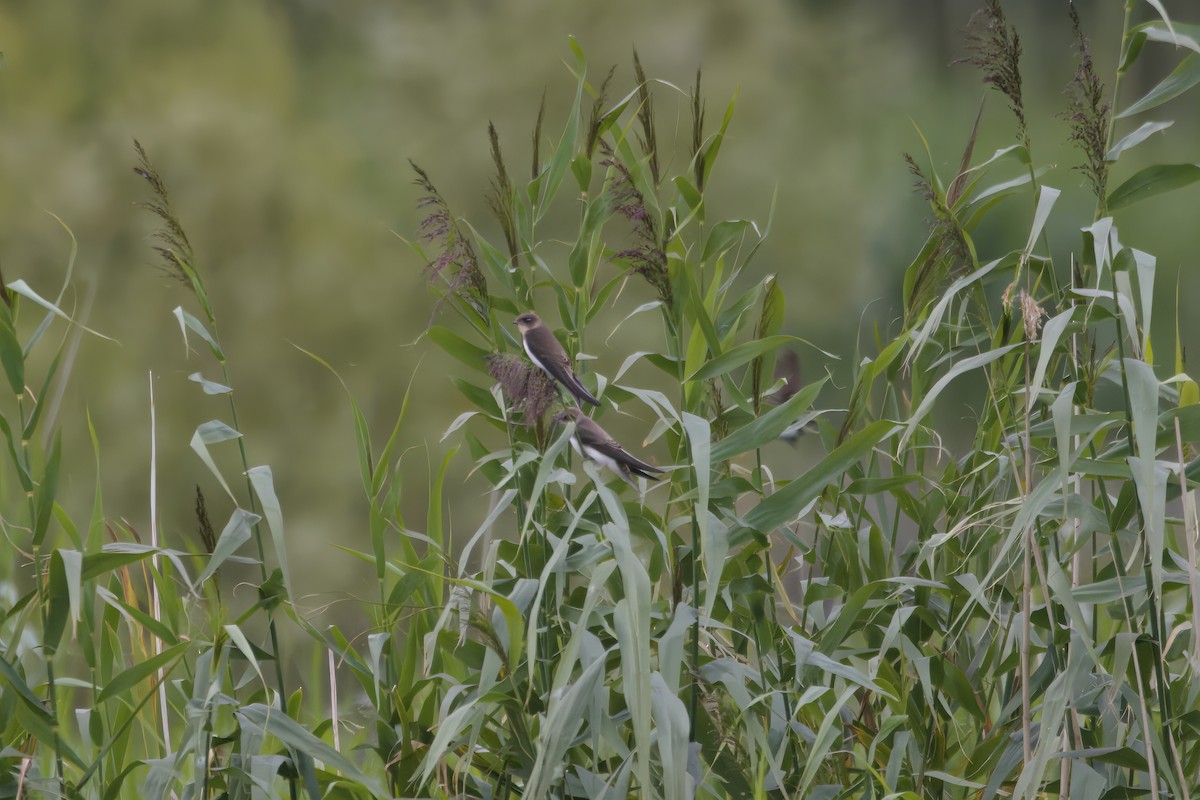 Bank Swallow - ML624603280