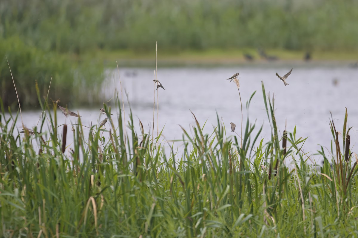 Bank Swallow - ML624603281