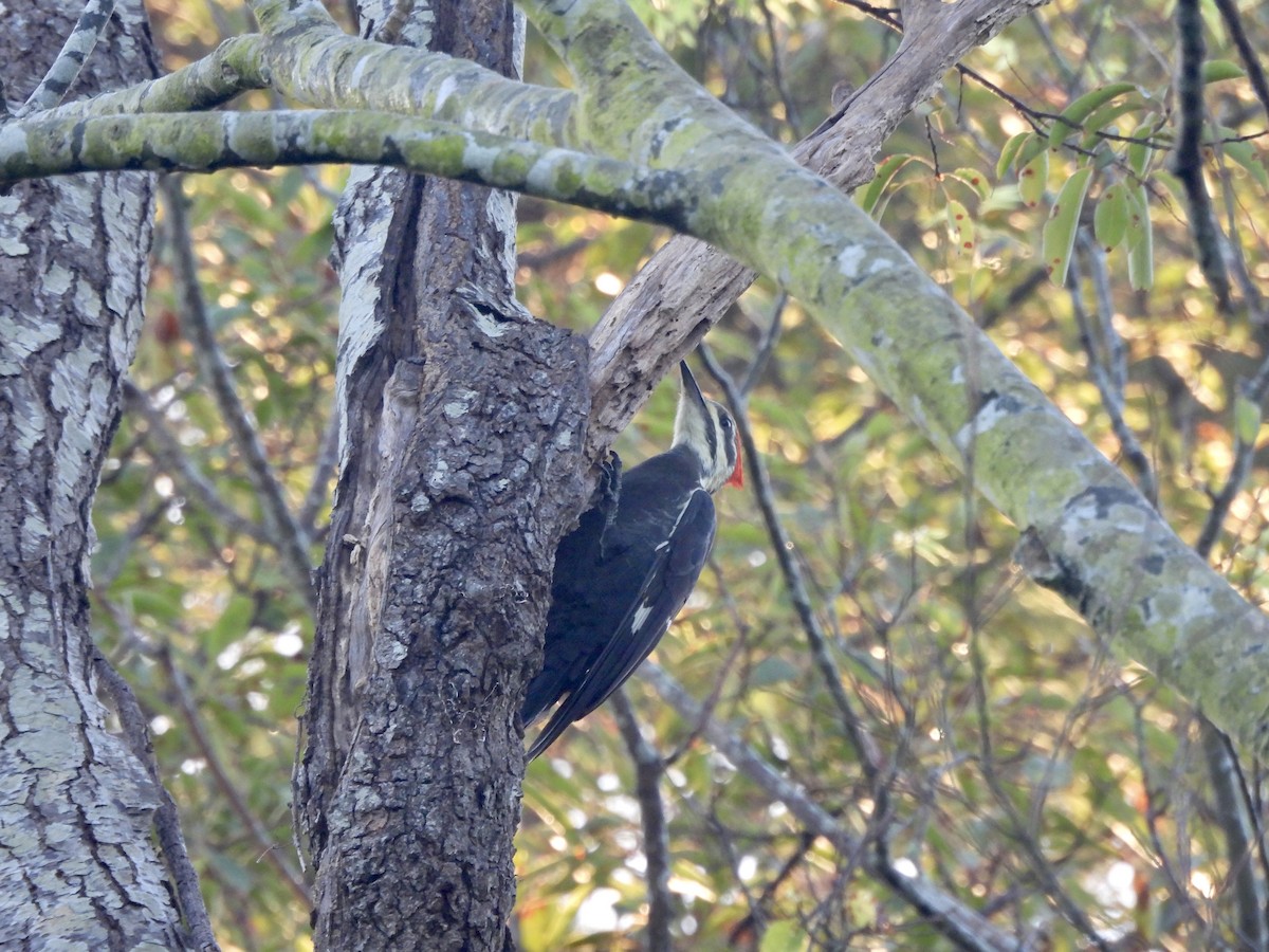 Pileated Woodpecker - ML624603371