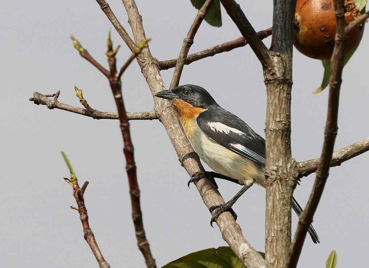 White-rumped Tanager - ML624603378