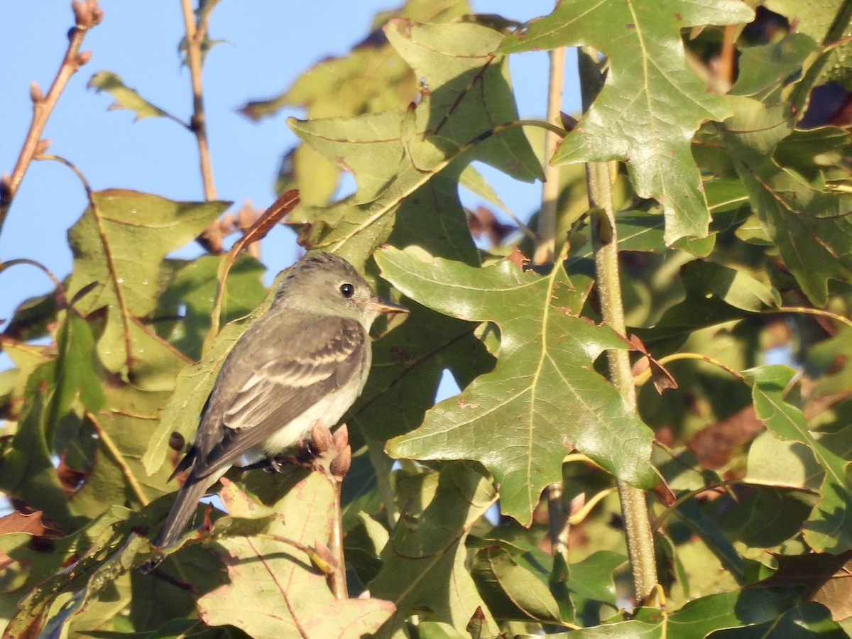 Eastern Wood-Pewee - ML624603396