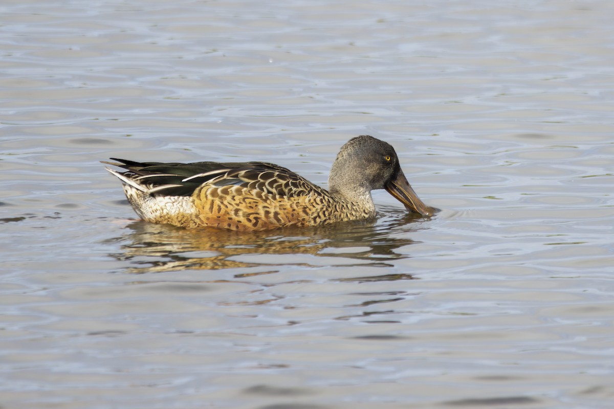 Northern Shoveler - ML624603420