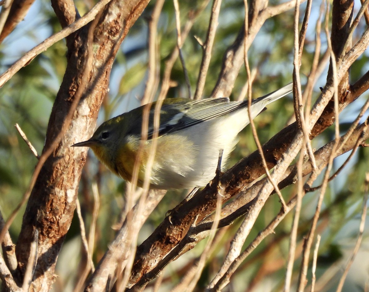 Northern Parula - ML624603475