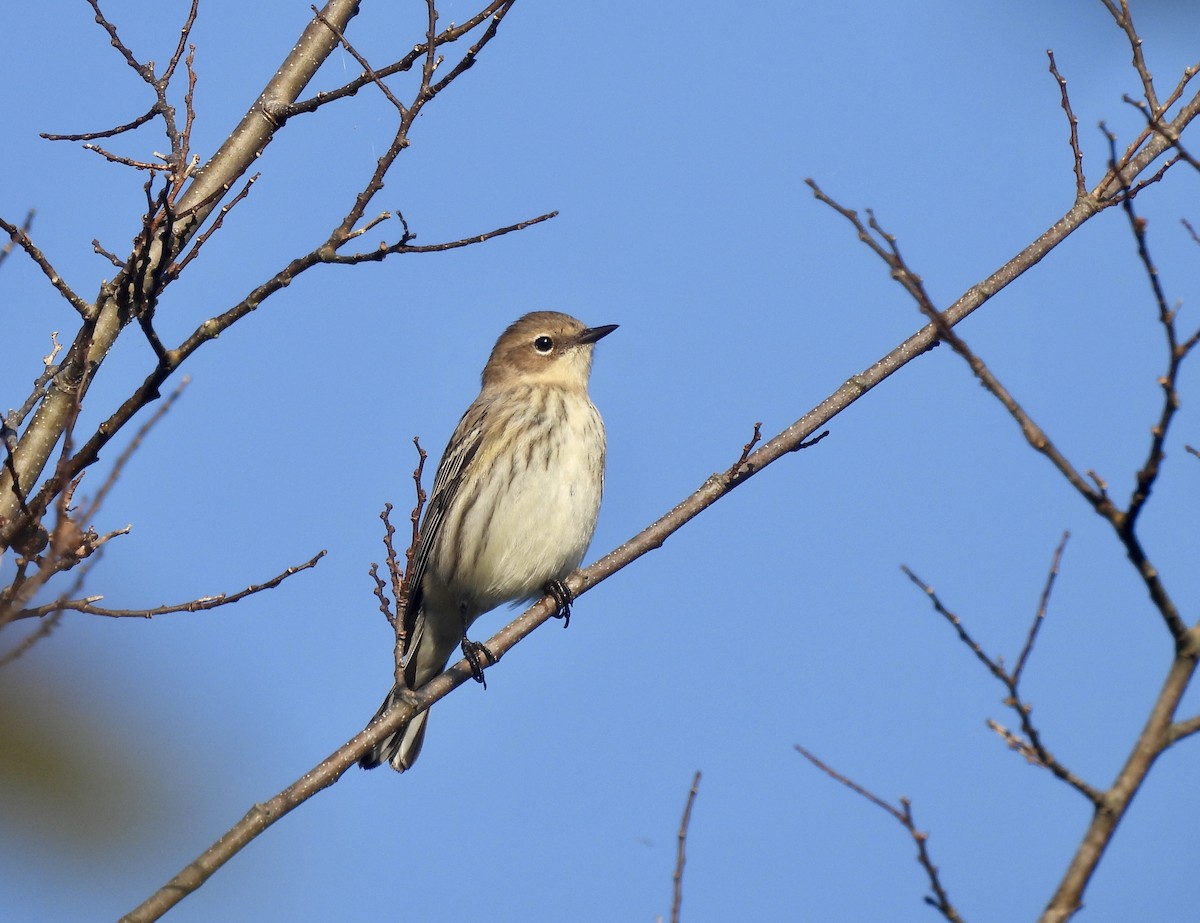 Yellow-rumped Warbler - ML624603521