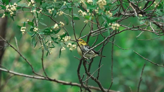 Black-throated Green Warbler - ML624603592