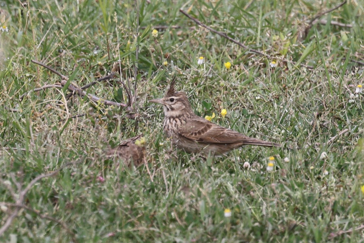 Crested Lark - Ian Thompson