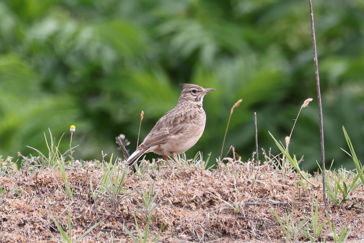 Crested Lark - ML624603623