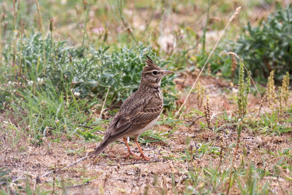 Crested Lark - ML624603624