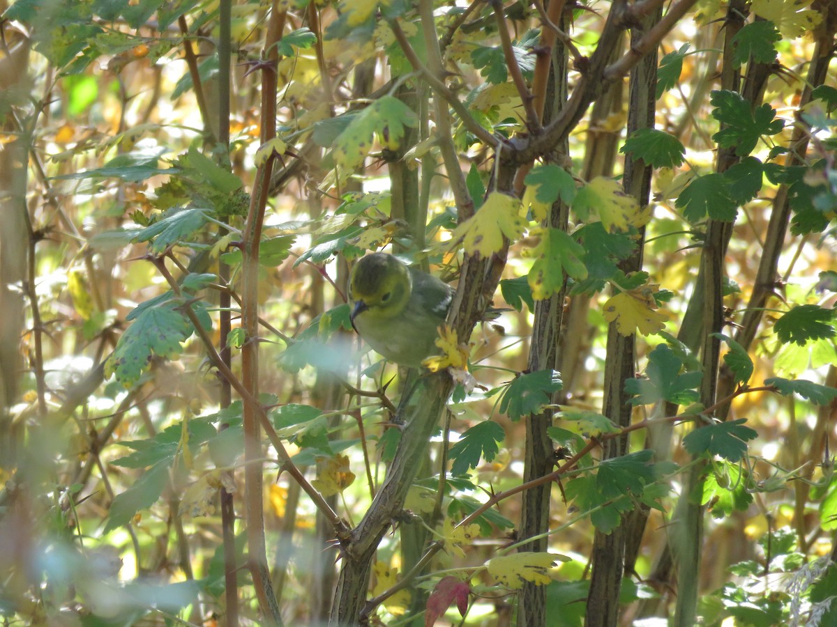 Hermit Warbler - ML624603631