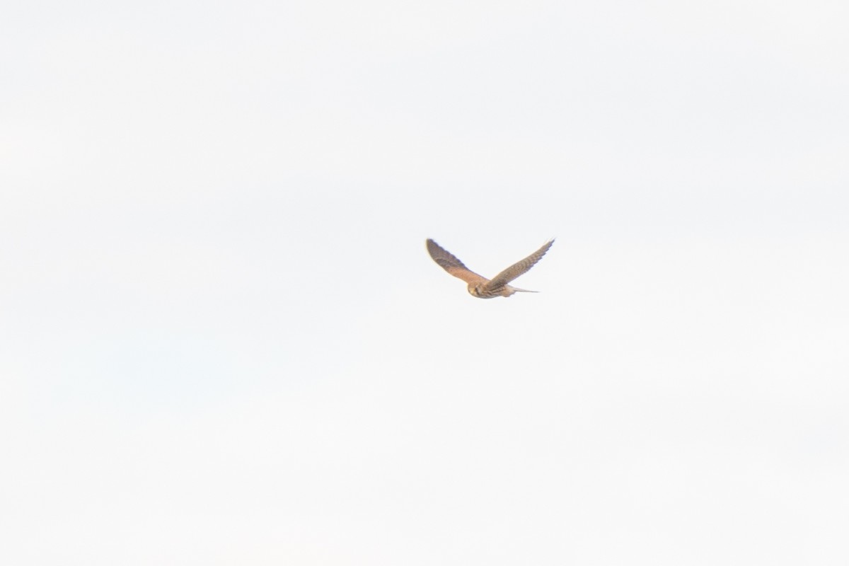 紅隼 - ML624603641