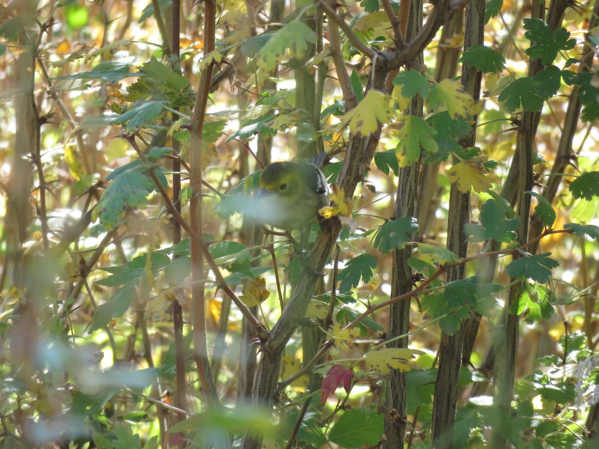 Hermit Warbler - ML624603657
