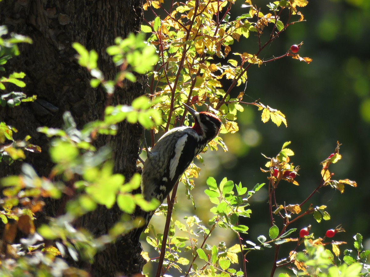 Red-naped Sapsucker - ML624603744