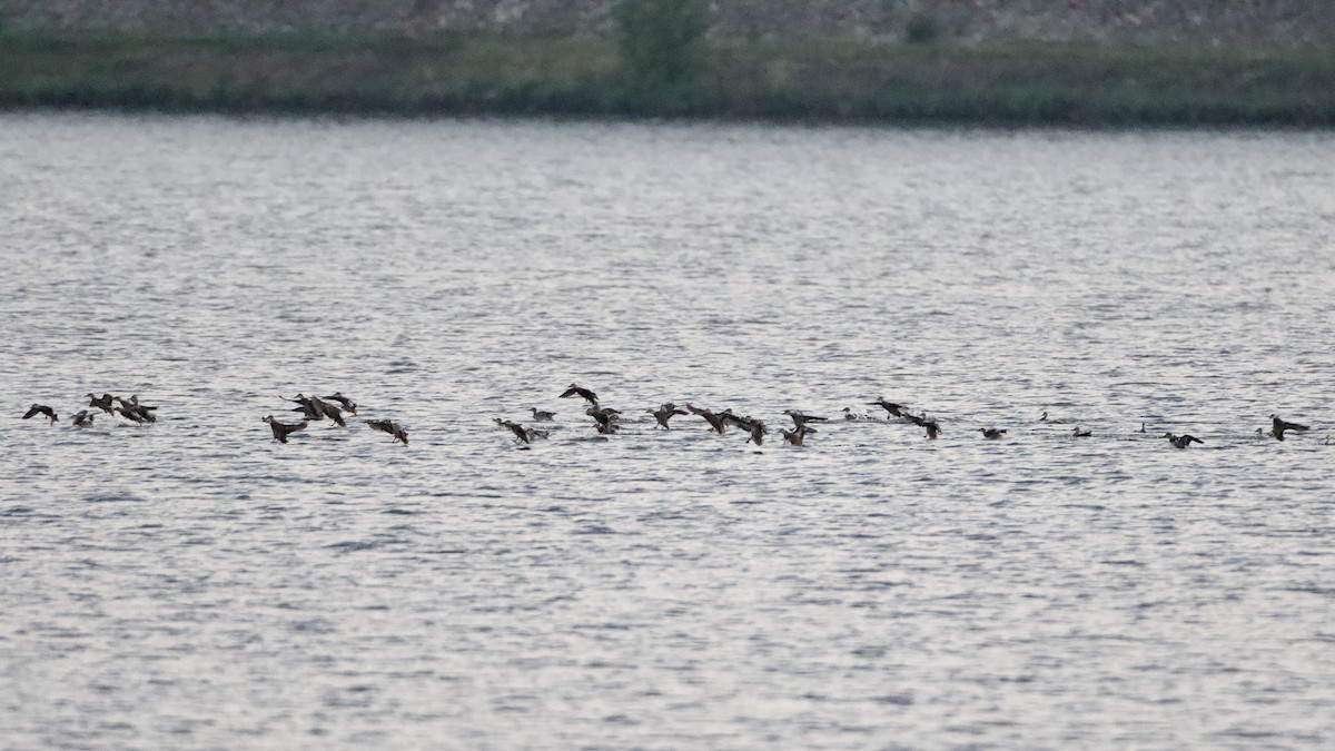 Blue-winged Teal - ML624603864