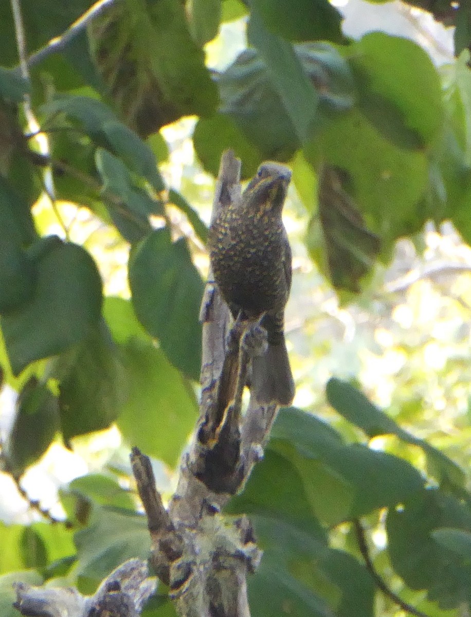 Chestnut-bellied Rock-Thrush - ML624603868