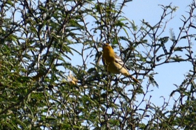 Black-backed Oriole - ML624604053