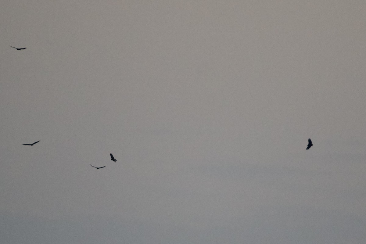 Black Vulture - ML624604057