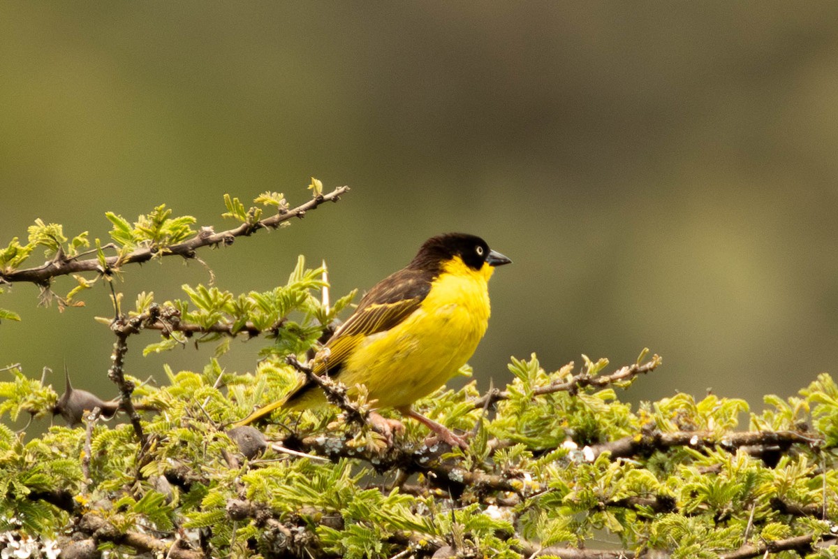 Baglafecht Weaver - ML624604111