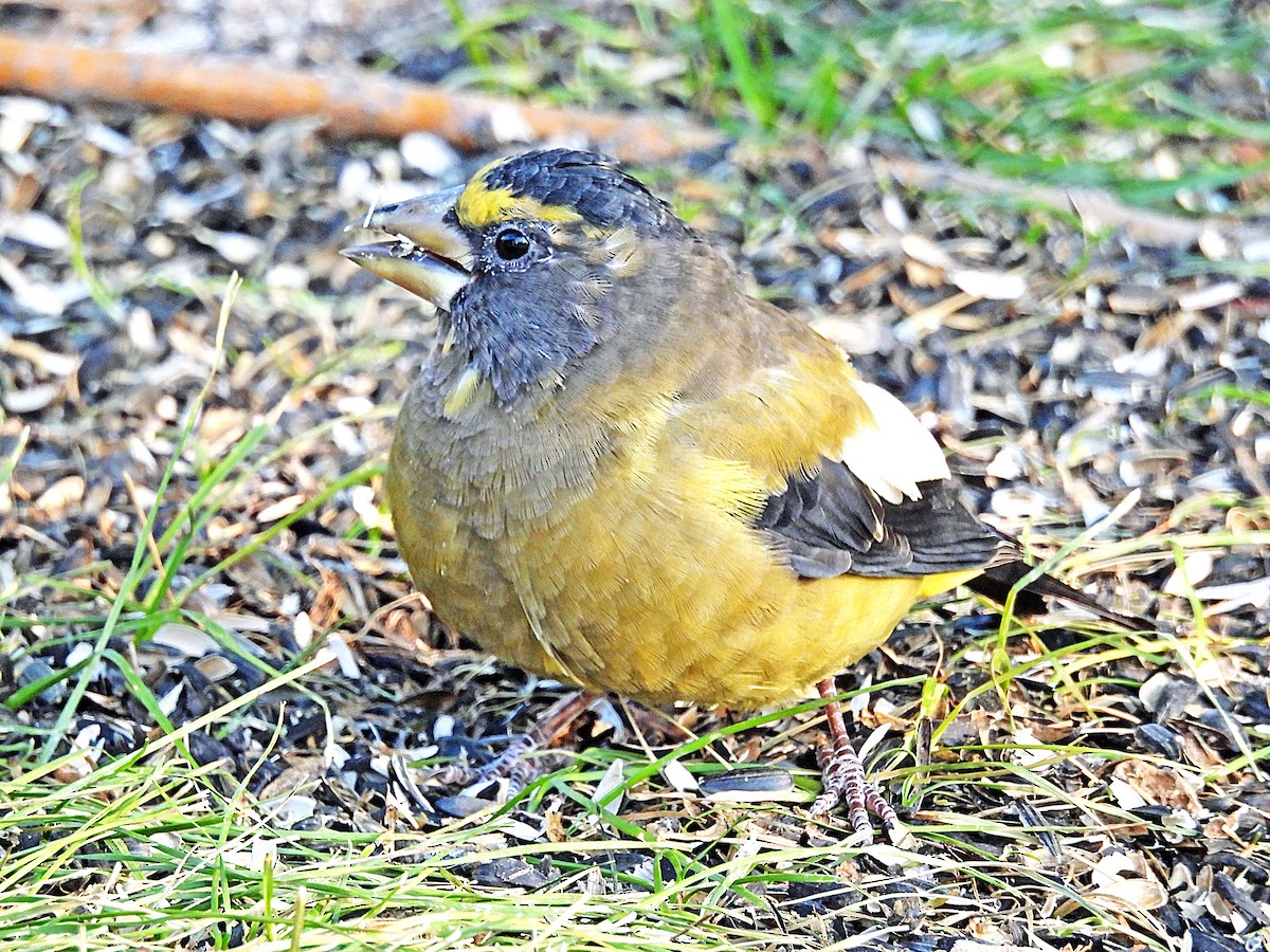 Evening Grosbeak - Sharon Dewart-Hansen