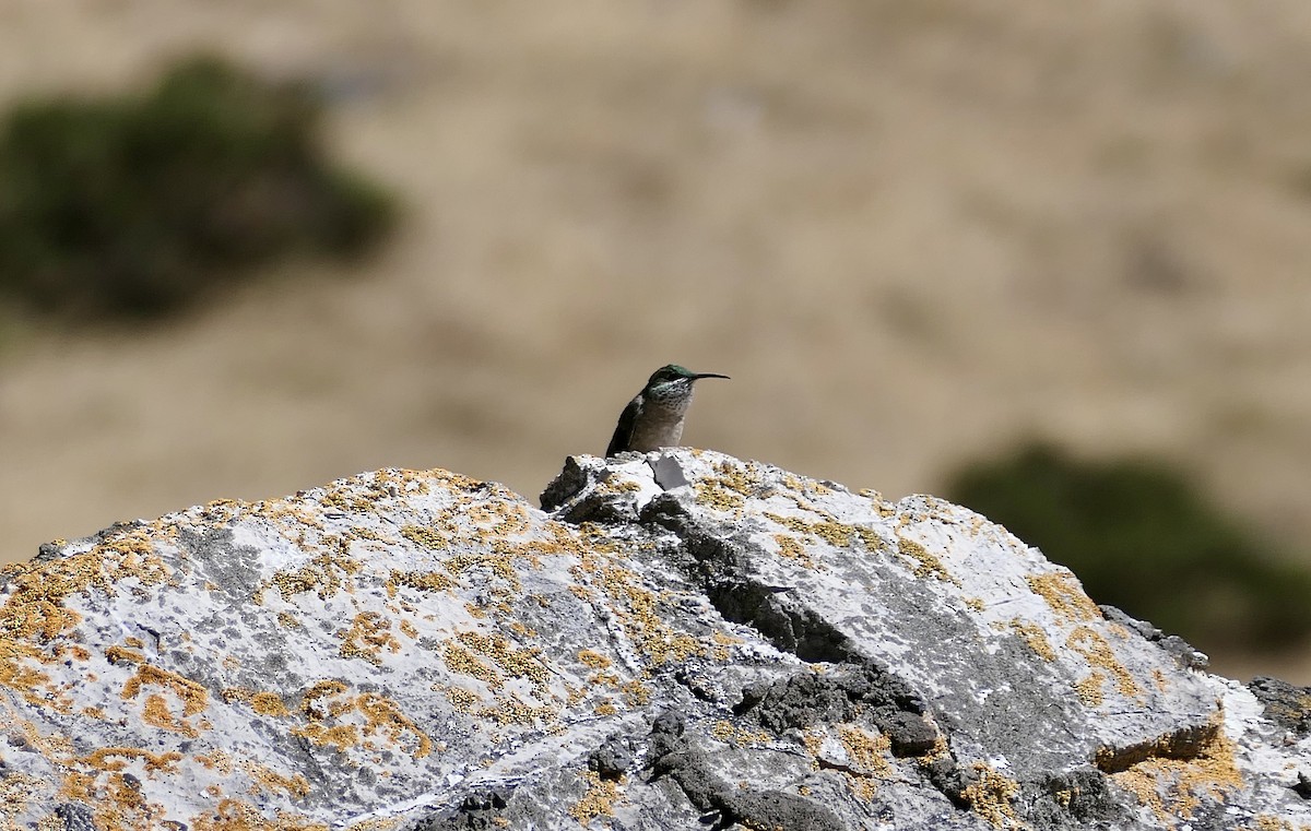 Black-breasted Hillstar - ML624604213